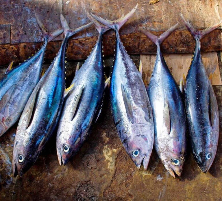 tuna
